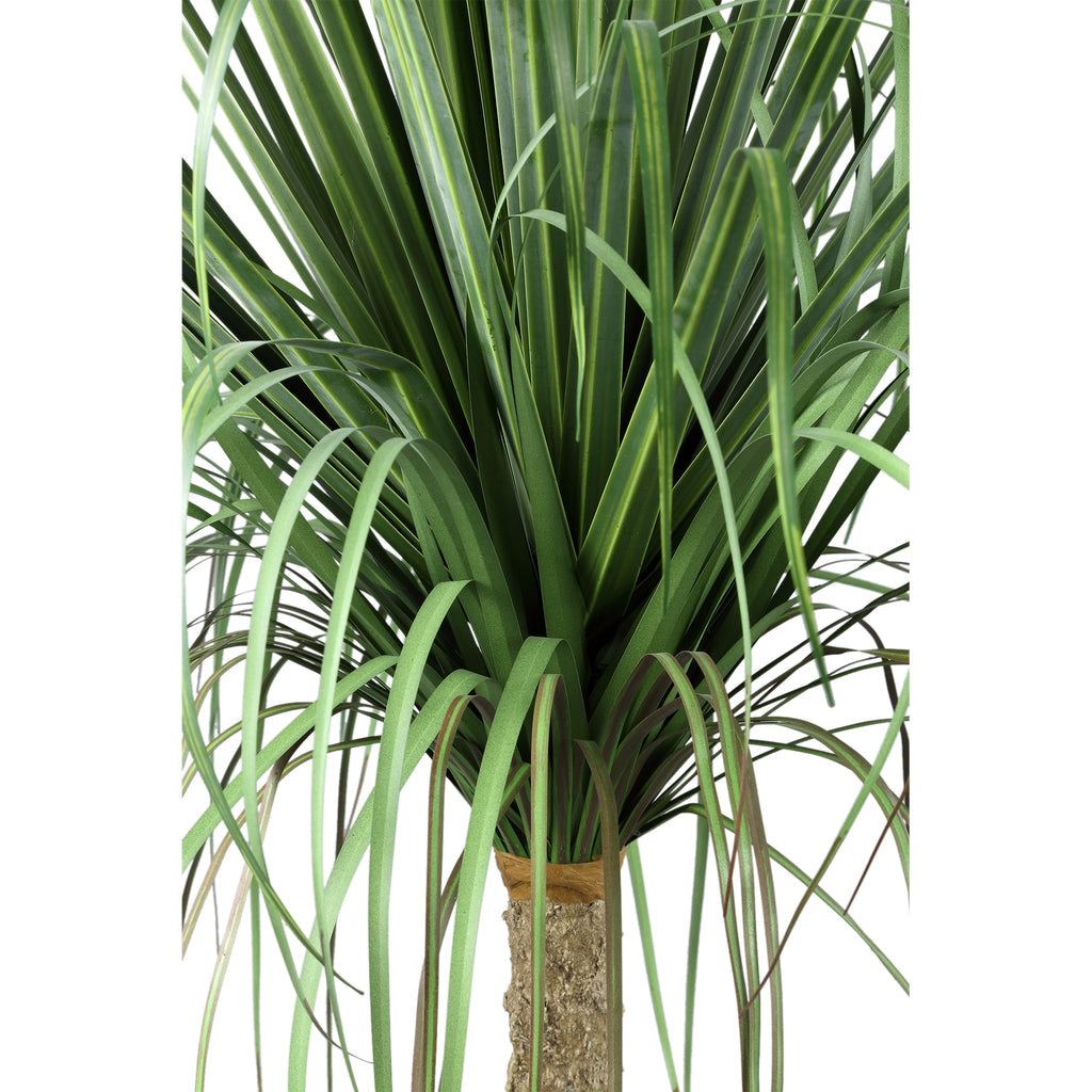 Leaves Plant Green Onion Grass On Coconut Tree A PTMD