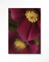 Weerspiegeling Van Een Kerstroos - Moderne Wanddecoratie | Artprint, Glass Art & Wandkleed