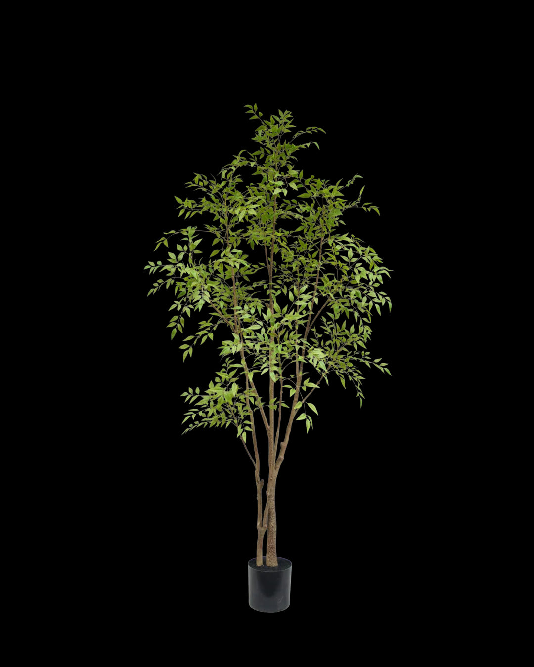 Nandina boom 210cm