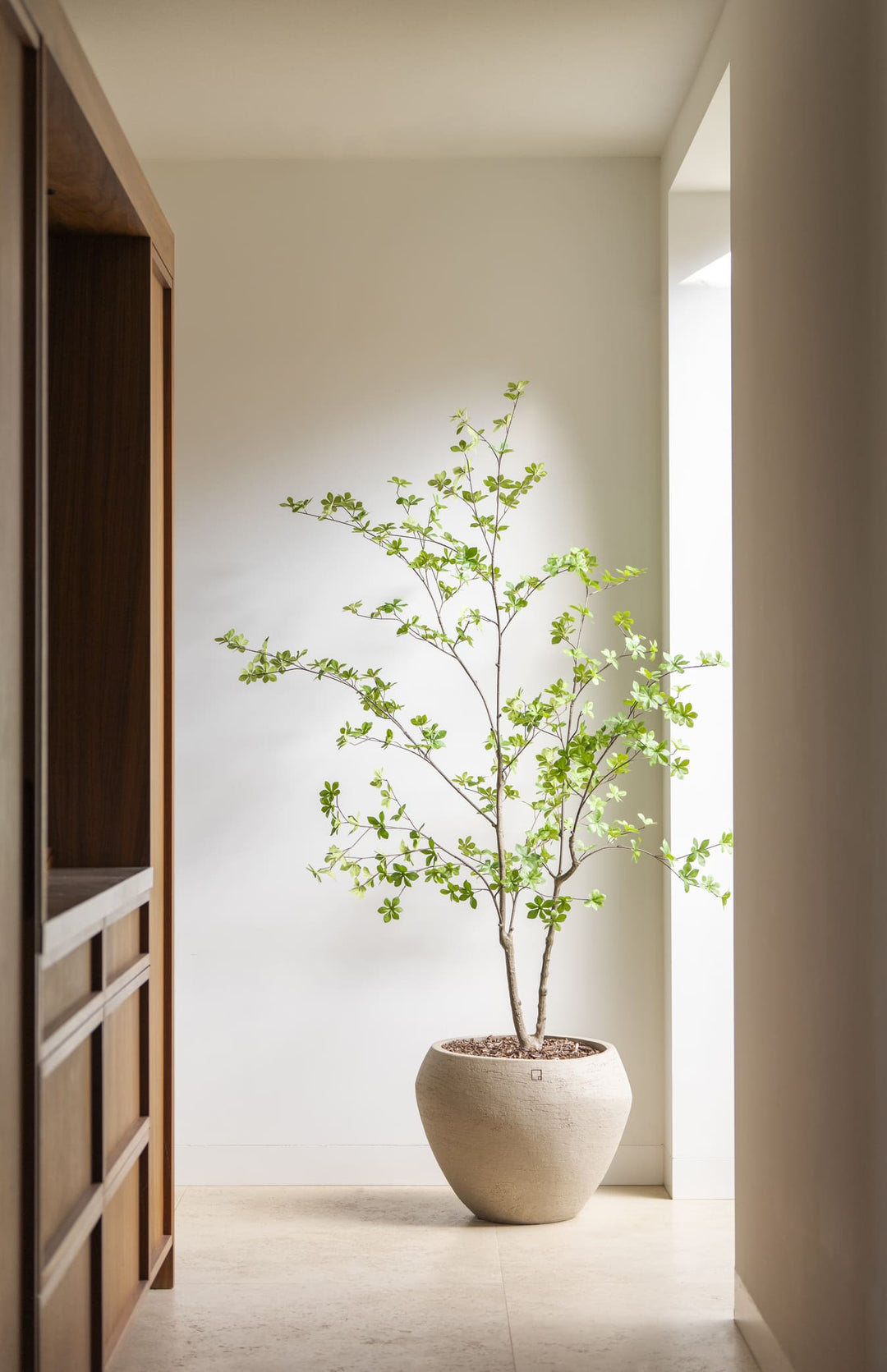Enkianthus boom 180cm