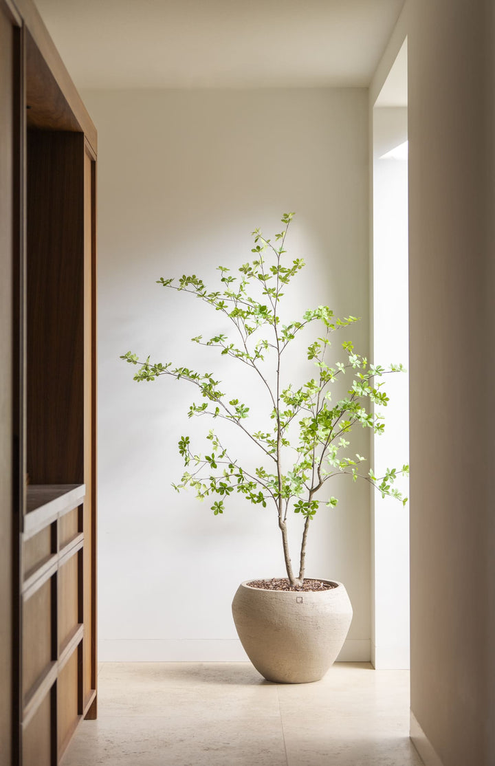 Enkianthus boom 180cm