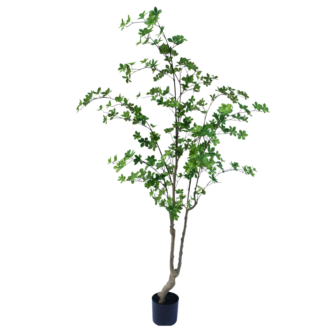 Enkianthus boom 180cm