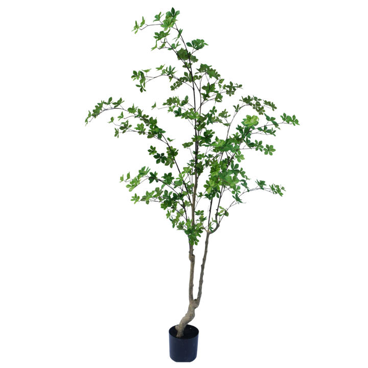 Enkianthus boom 180cm