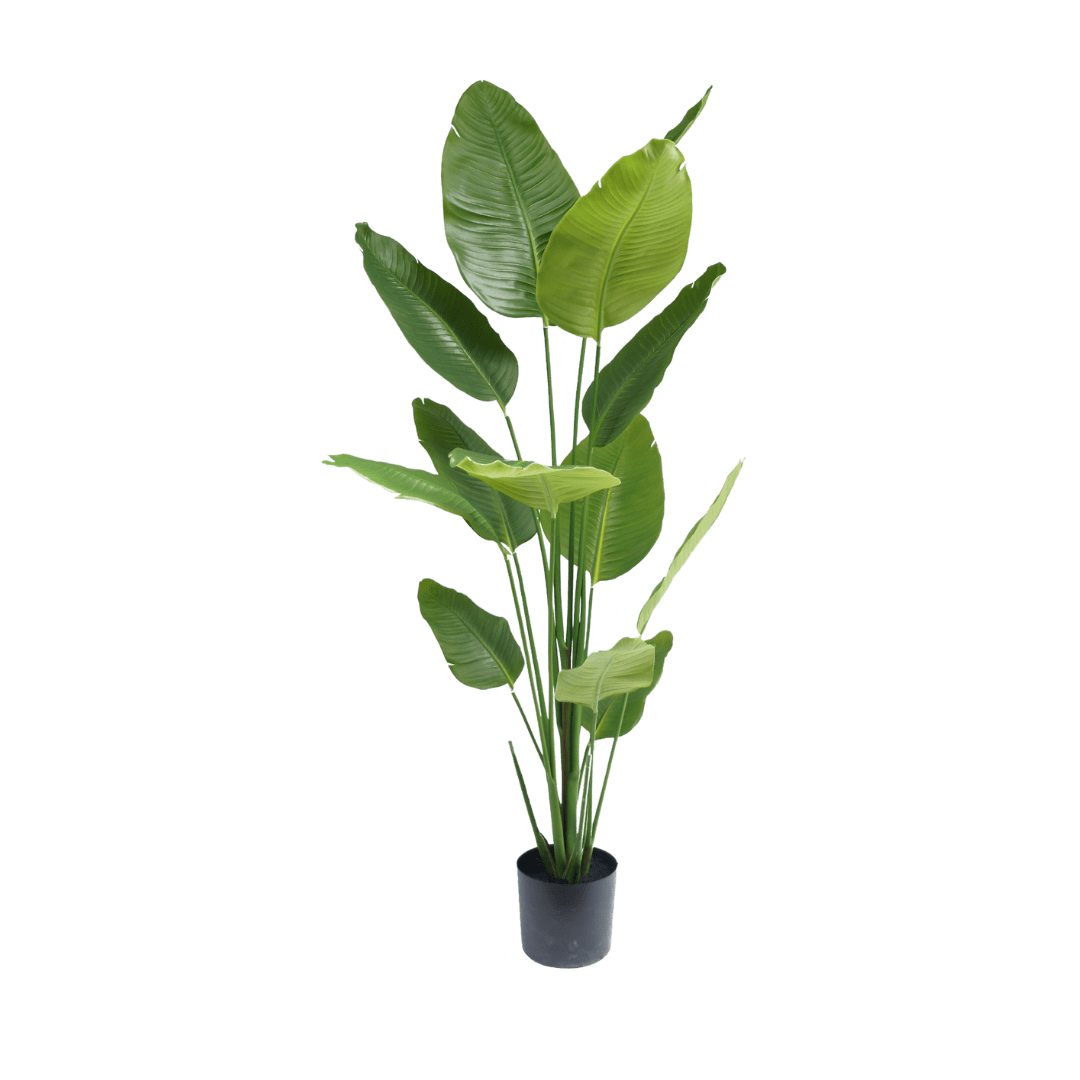 Strelitzia kunstplant 180cm - Silk House