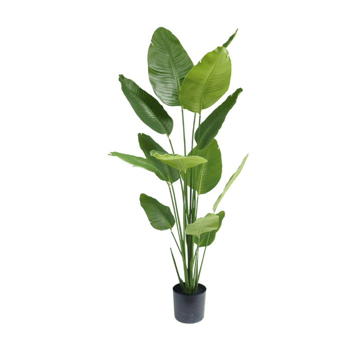 Strelitzia kunstplant 180cm - Silk House