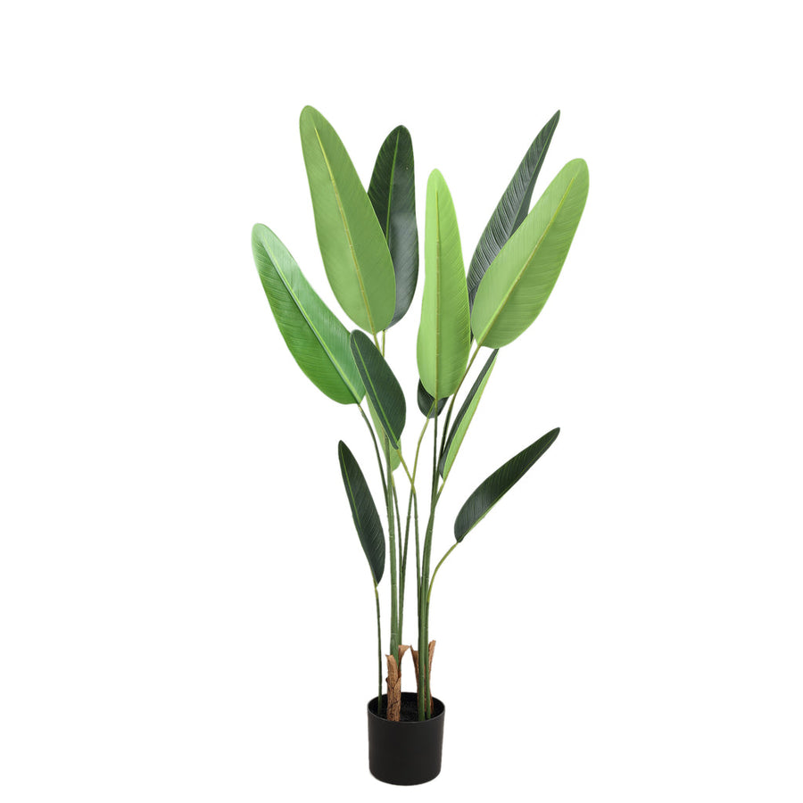 Tree Green Leaf Ravenala In Black Pot S 70x80x120cm PTMD