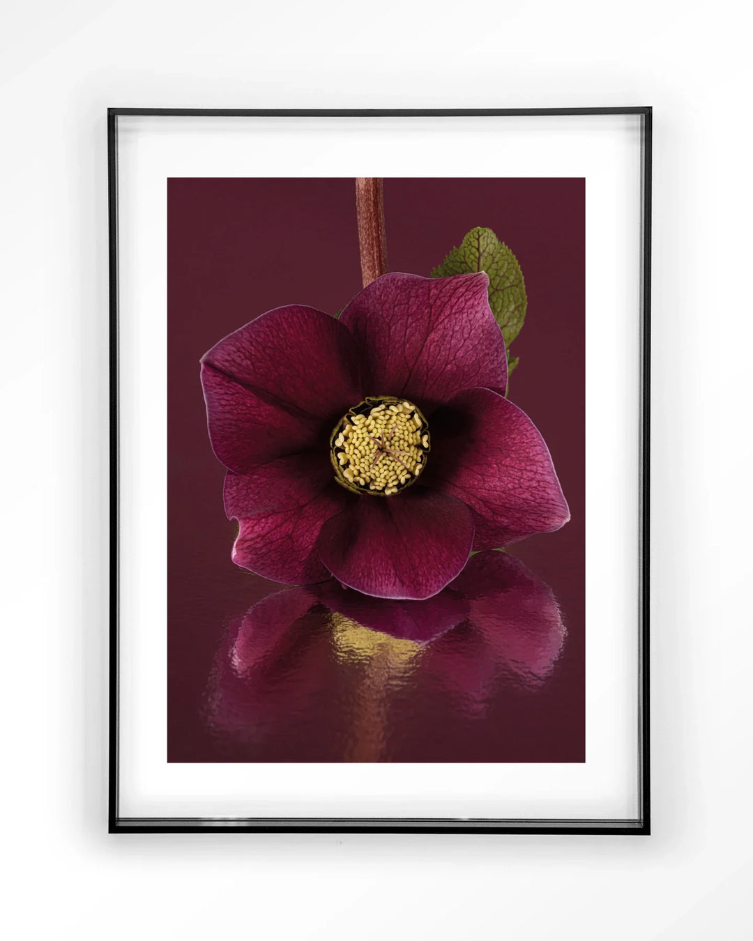 De Elegantie Van De Kerstroos - Moderne Wanddecoratie | Artprint, Glass Art & Wandkleed