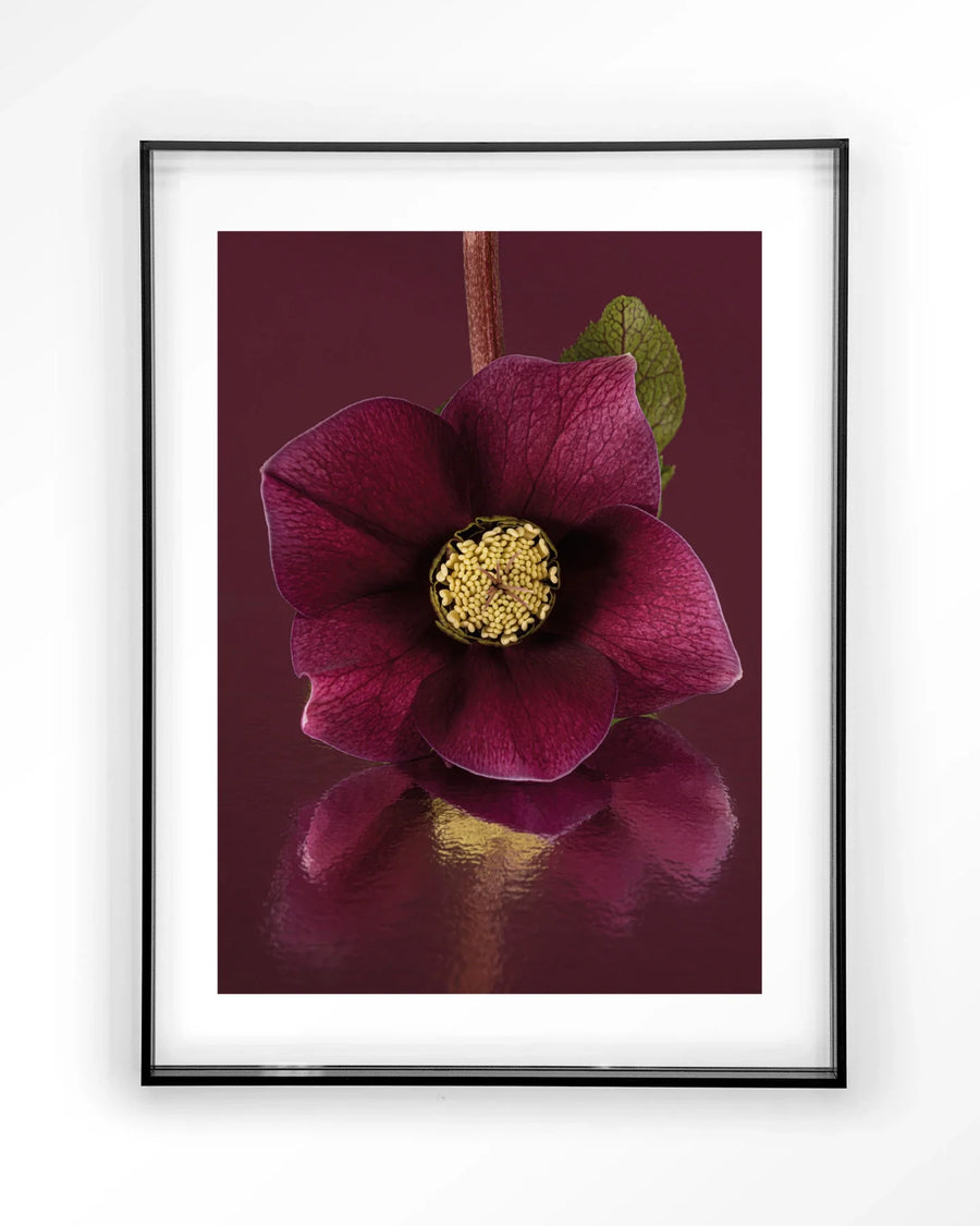 De Elegantie Van De Kerstroos - Moderne Wanddecoratie | Artprint, Glass Art & Wandkleed