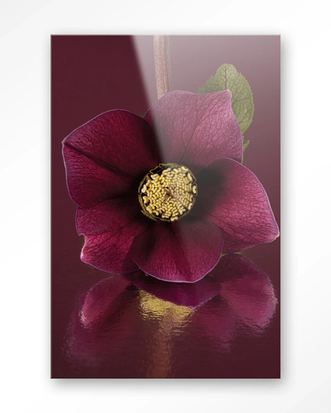 De Elegantie Van De Kerstroos - Moderne Wanddecoratie | Artprint, Glass Art & Wandkleed