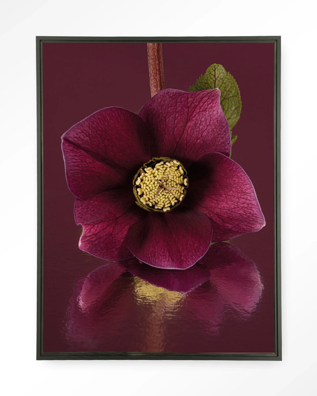 De Elegantie Van De Kerstroos - Moderne Wanddecoratie | Artprint, Glass Art & Wandkleed