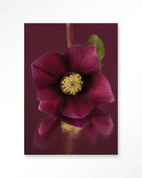 De Elegantie Van De Kerstroos - Moderne Wanddecoratie | Artprint, Glass Art & Wandkleed