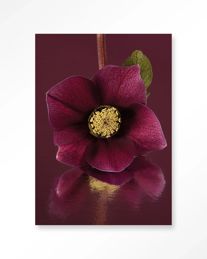 De Elegantie Van De Kerstroos - Moderne Wanddecoratie | Artprint, Glass Art & Wandkleed