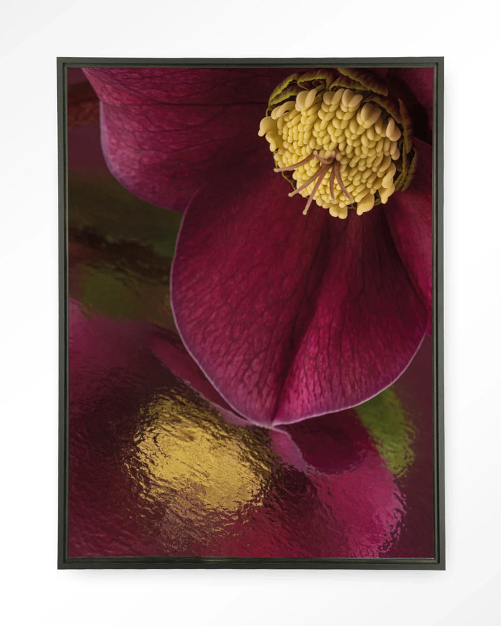 Weerspiegeling Van Een Kerstroos - Moderne Wanddecoratie | Artprint, Glass Art & Wandkleed