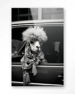Alpaca In Taxi - Moderne Wanddecoratie | Artprint, Glass Art & Wandkleed