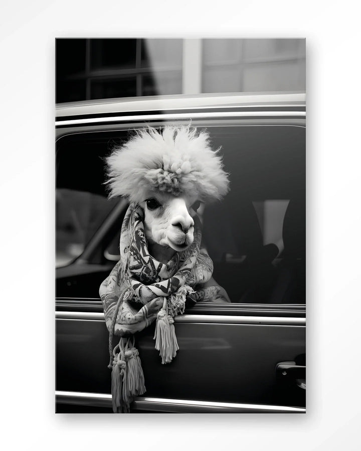 Alpaca In Taxi - Moderne Wanddecoratie | Artprint, Glass Art & Wandkleed