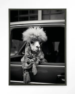 Alpaca In Taxi - Moderne Wanddecoratie | Artprint, Glass Art & Wandkleed