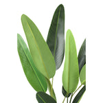 Tree Green Leaf Ravenala In Black Pot S 70x80x120cm PTMD