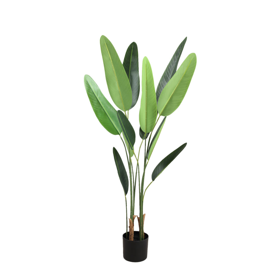 Tree Green Leaf Ravenala In Black Pot S 70x80x120cm PTMD