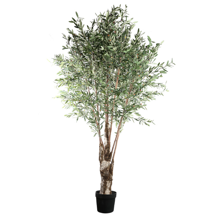 Tree Green Olive Tree In Plastic Pot