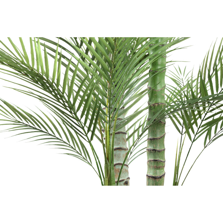 Tree Green Palm Tree In Black Pot