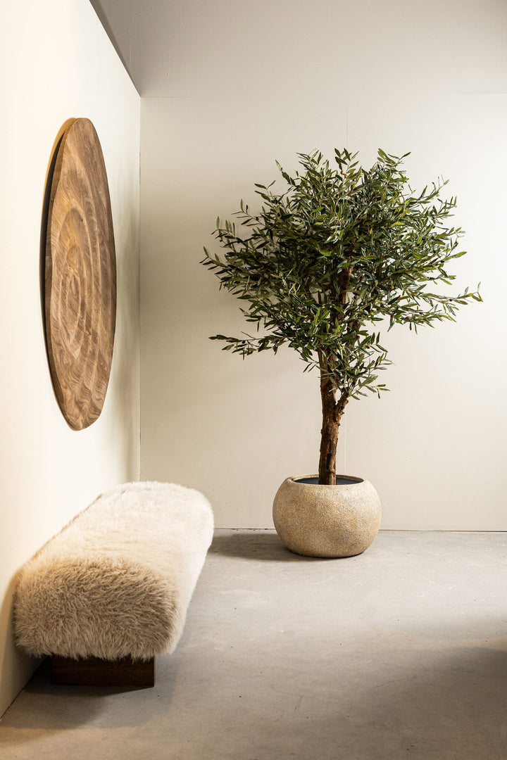 Tree Green Olive Tree In Pot 210cm