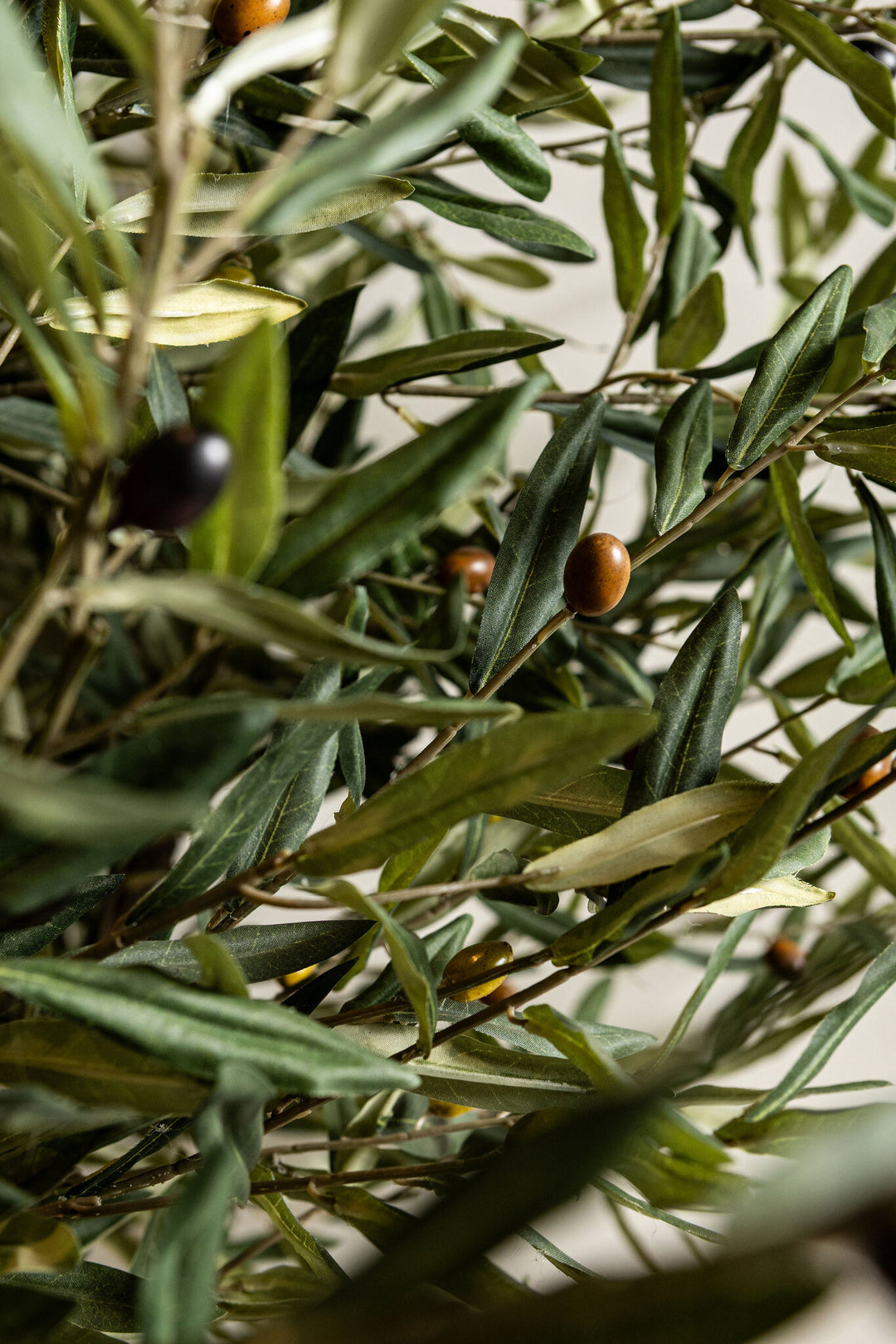 Tree Green Olive Tree In Pot 210cm