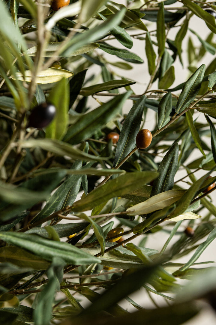Tree Green Olive Tree In Pot 210cm