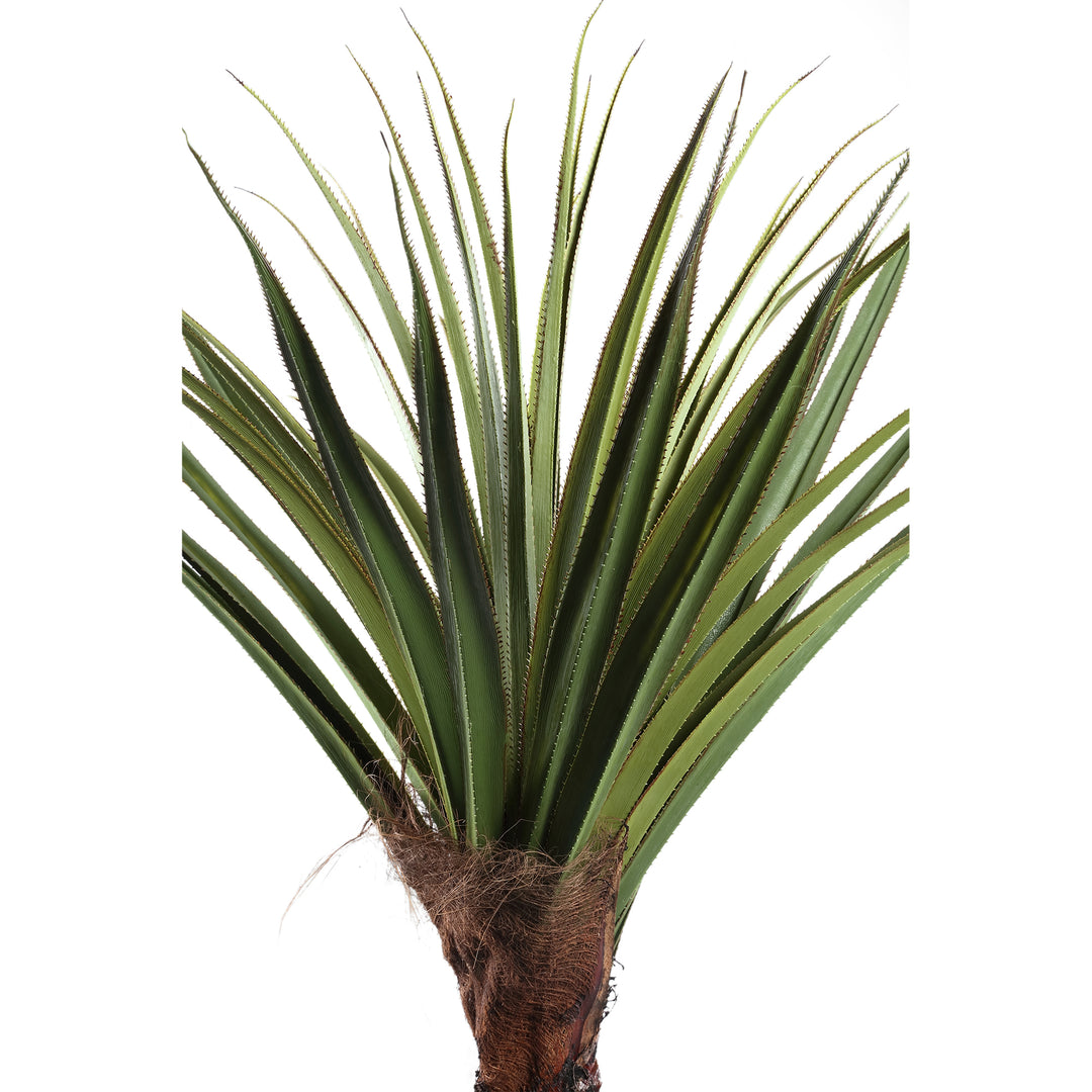 Tree Green Pandanus Tree In Pot 210cm