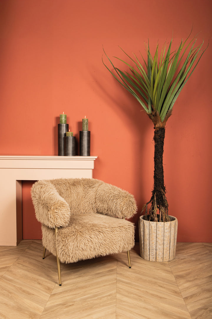 Tree Green Pandanus Tree In Pot 210cm