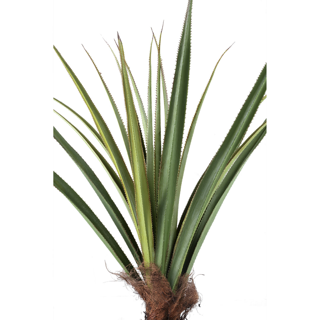 Tree Green Pandanus Tree In Pot 150cm