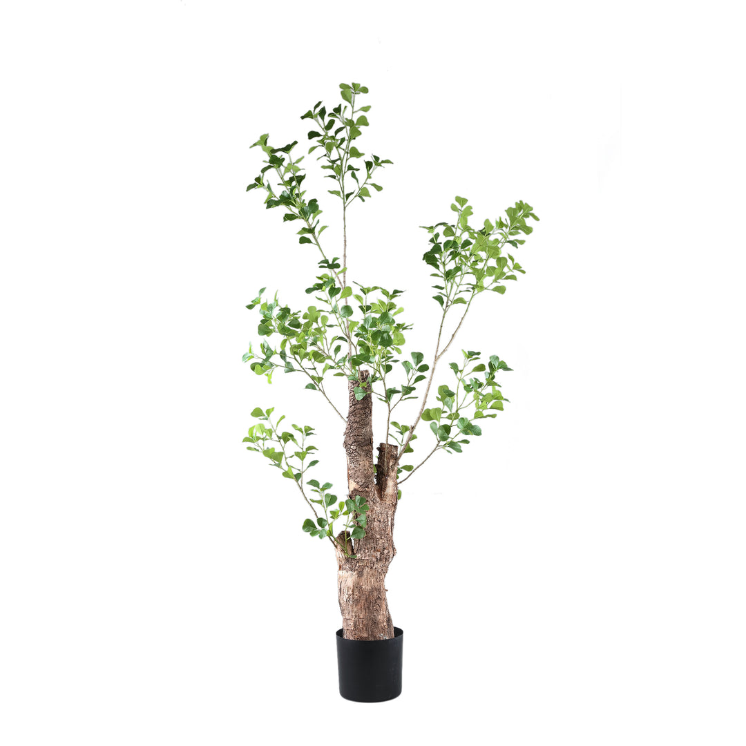 Tree Green Triangularis Tree In Pot 180cm