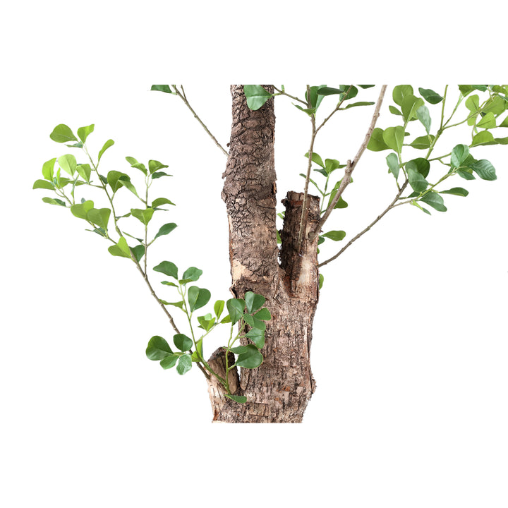 Tree Green Triangularis Tree In Pot 180cm