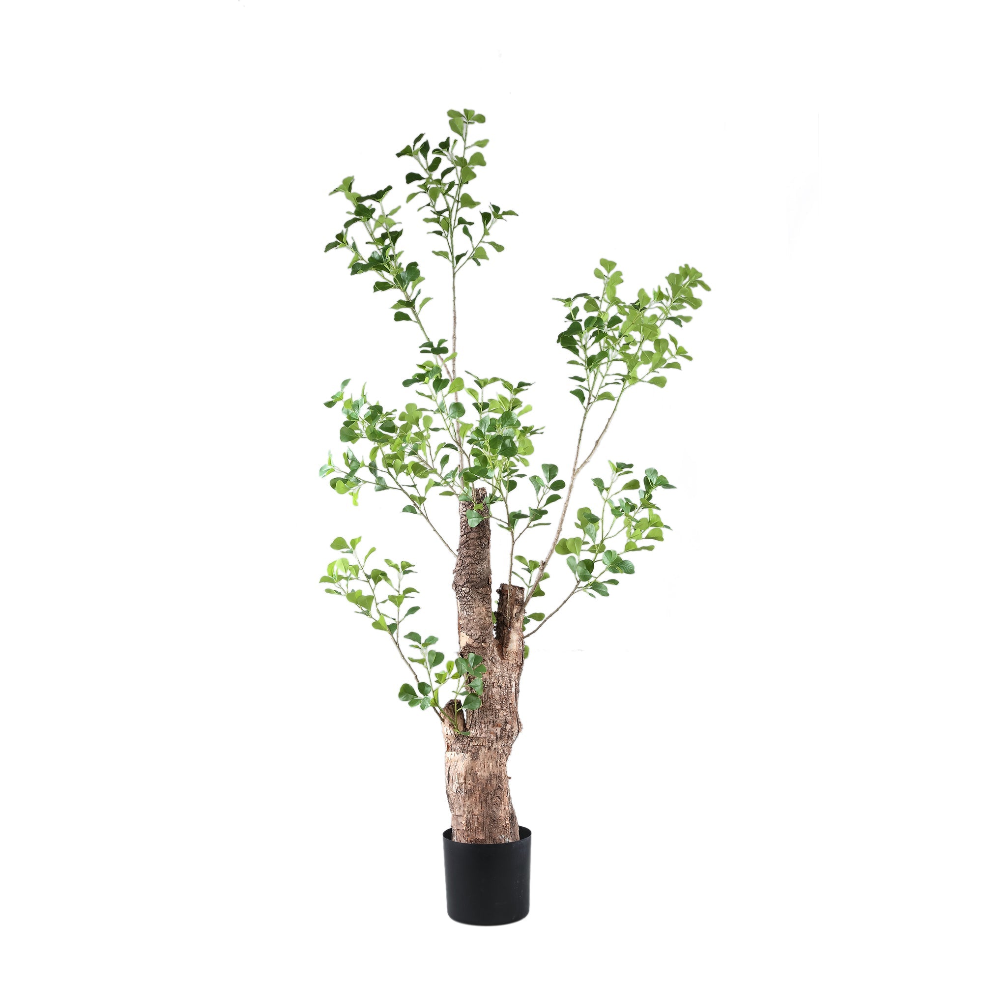 Tree Green Triangularis Tree In Pot 80x80x180cm PTMD – Plein5