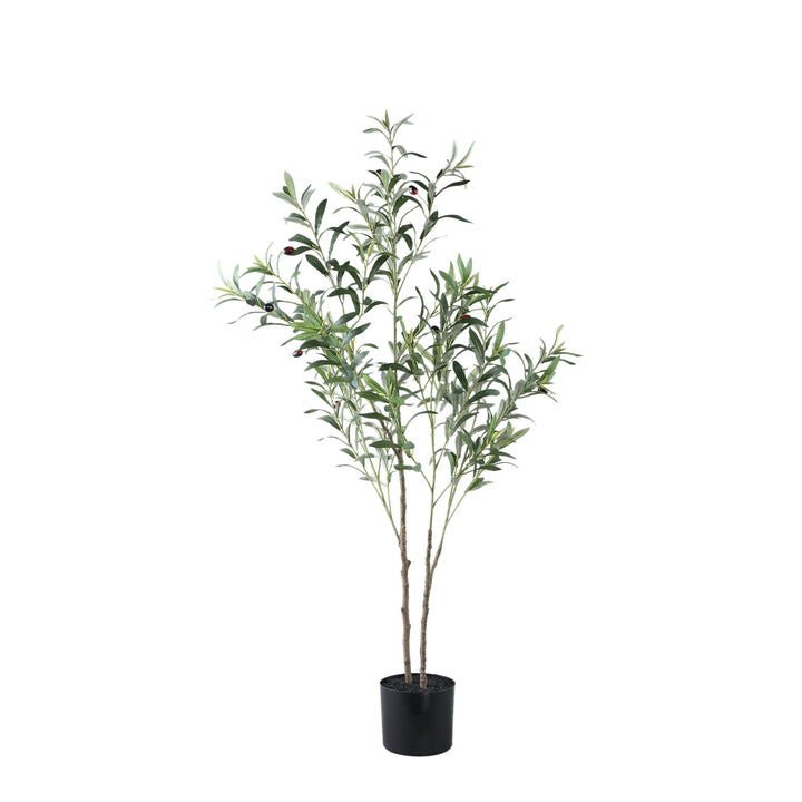 Tree Green Olive Tree In Pot S