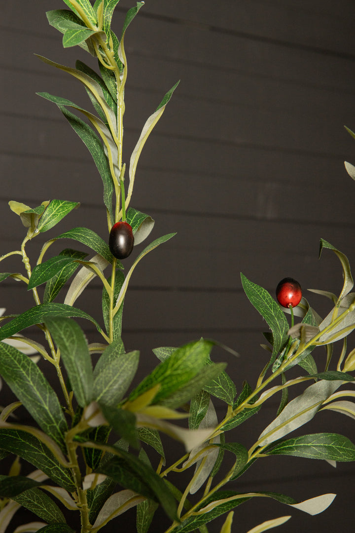 Tree Green Olive Tree In Pot S