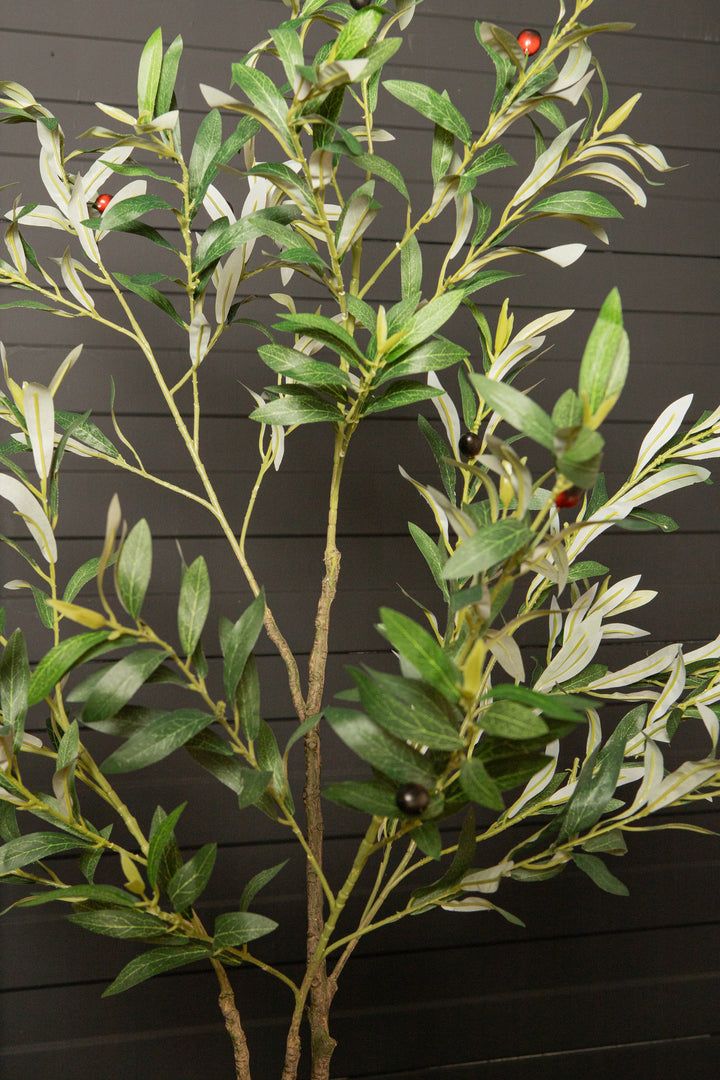 Tree Green Olive Tree In Pot S