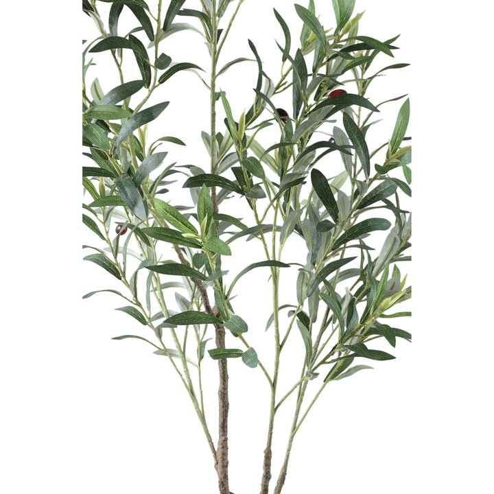 Tree Green Olive Tree In Pot S