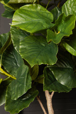 Tree Green Ficus Tree In Pot M 109x115x15,5cm PTMD