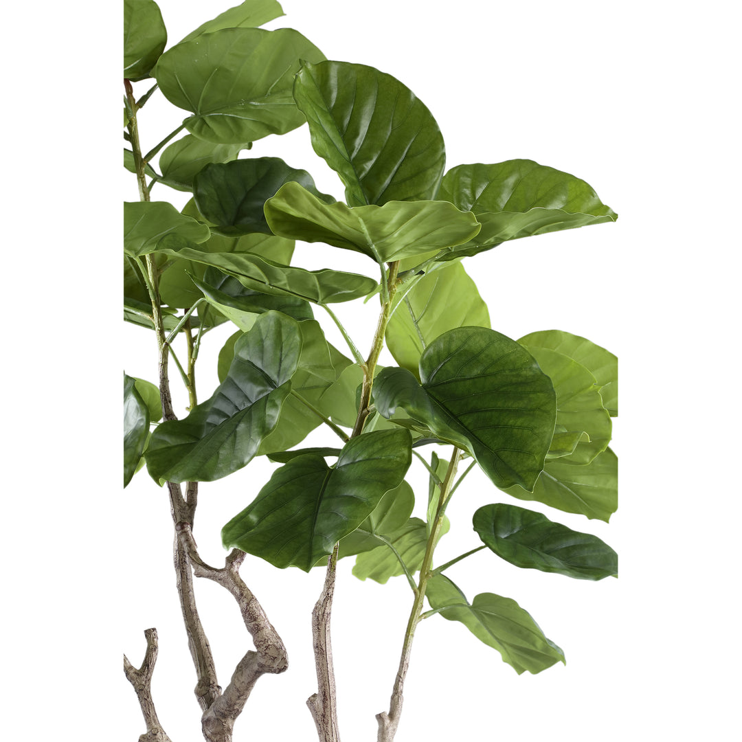 Tree Green Ficus Tree In Pot M