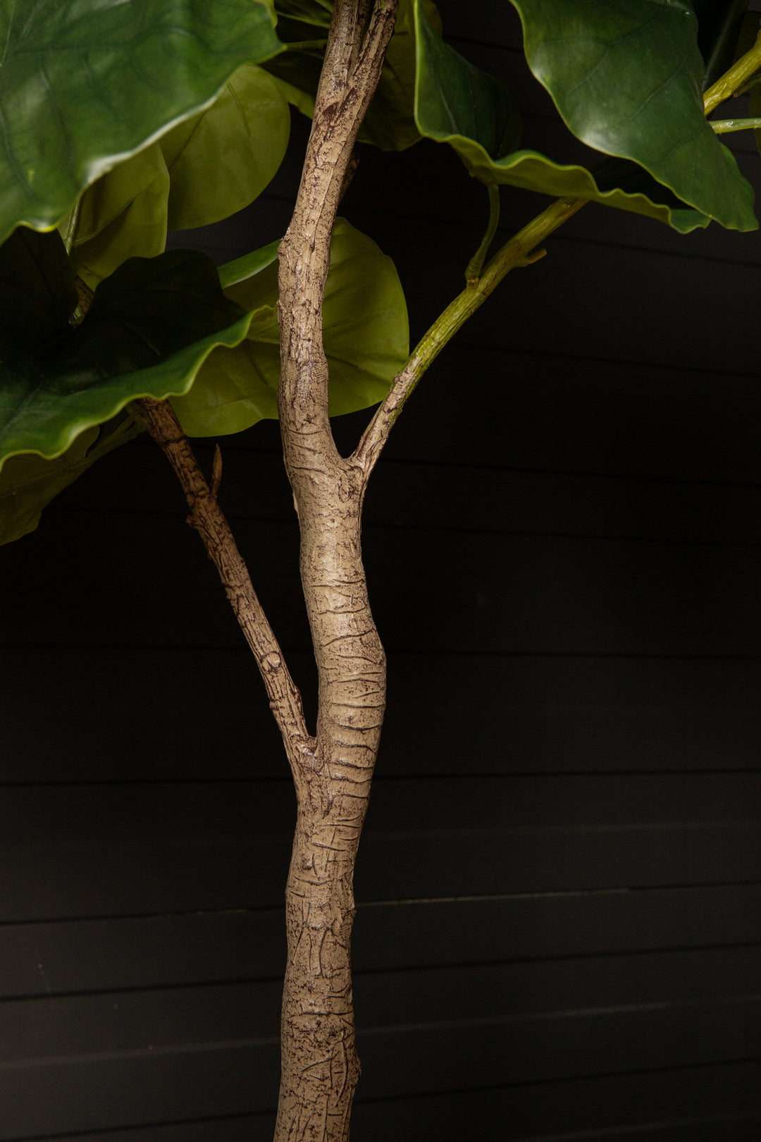 Tree Green Ficus Tree In Pot M