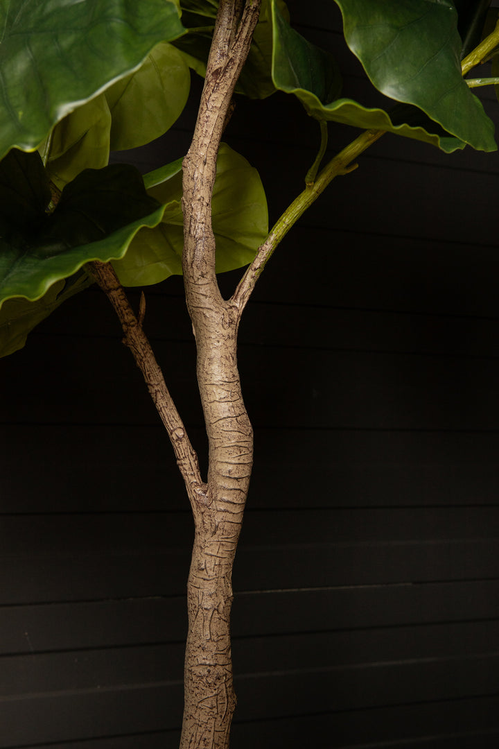 Tree Green Ficus Tree In Pot M