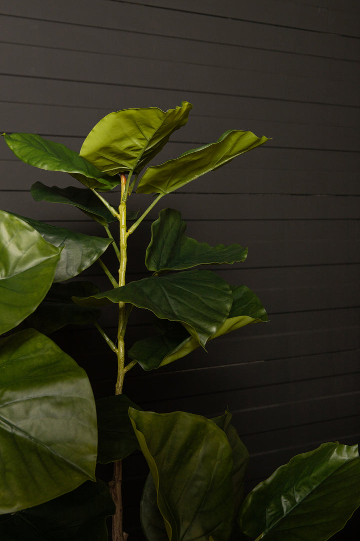 Tree Green Ficus Tree In Pot S