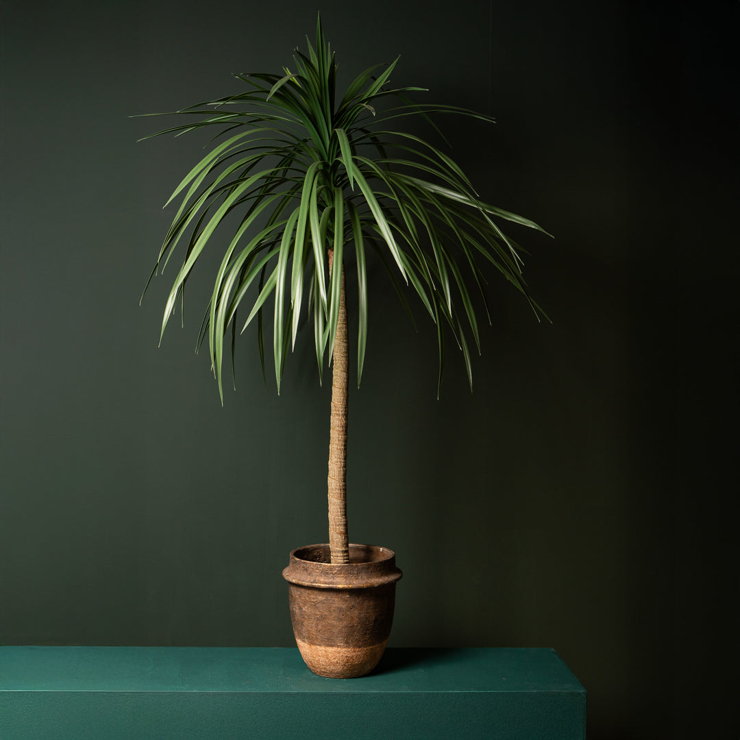Tree Green Chinese Single Lobelia In Black Pot