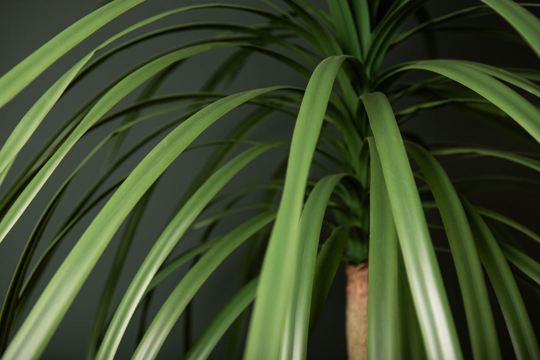 Tree Green Chinese Single Lobelia In Black Pot