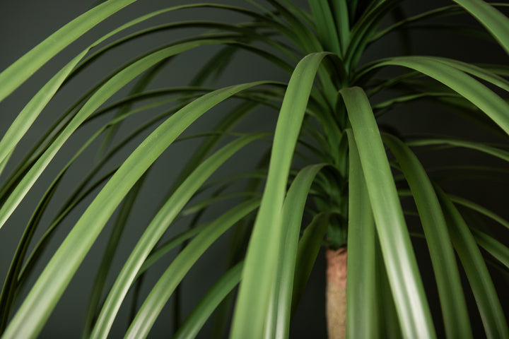 Tree Green Chinese Single Lobelia In Black Pot