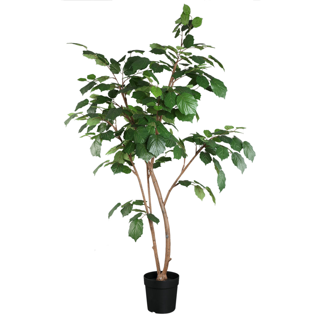 Tree Green Grape Leaf Tree In Pot