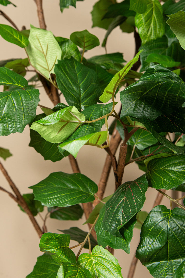 Tree Green Grape Leaf Tree In Pot