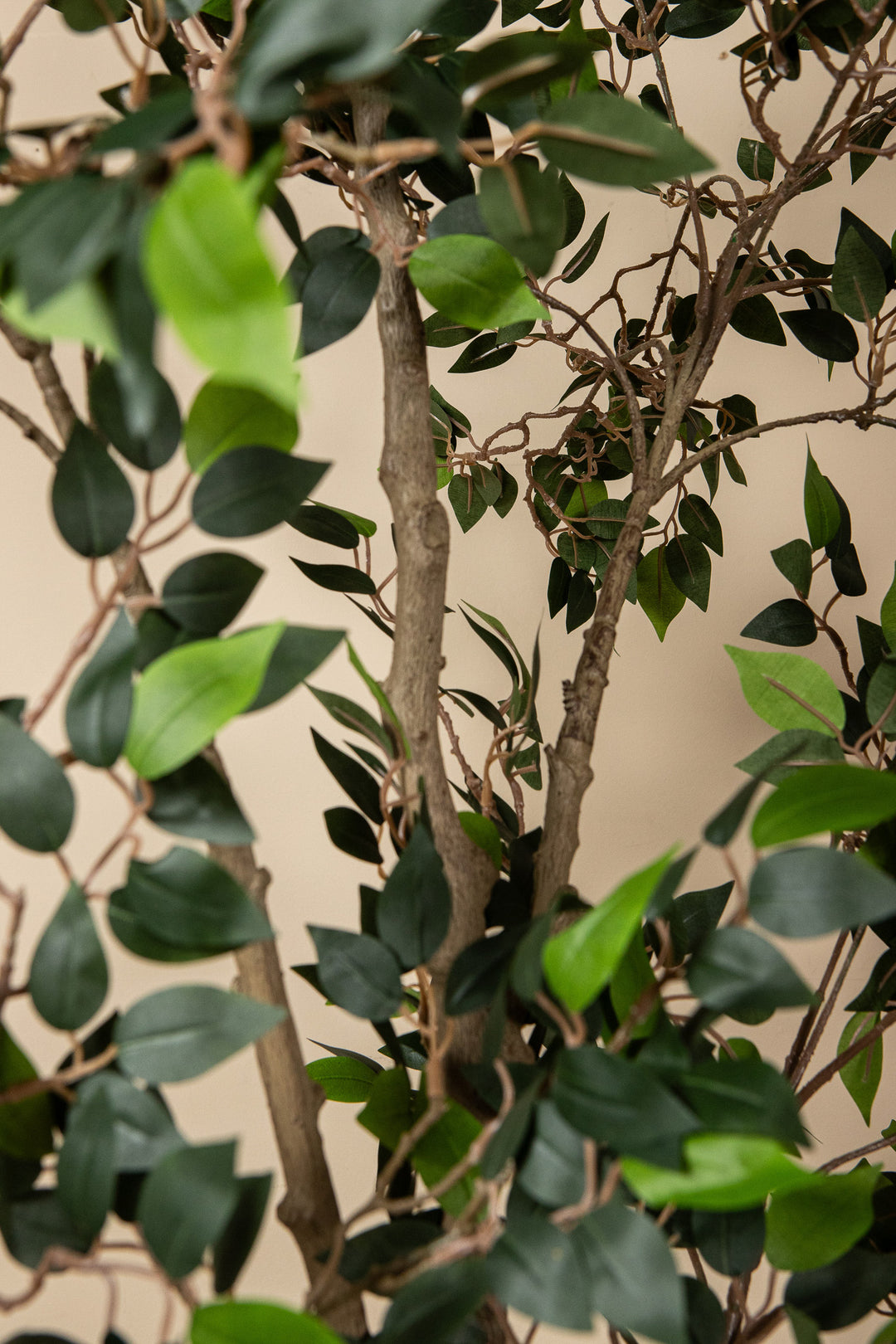 Kunst Ficus Microcarpa 185 cm – Grote Kunstplant – Inclusief Pot