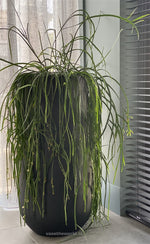 Bloempot Idaho black S