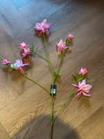 Akelei Tak